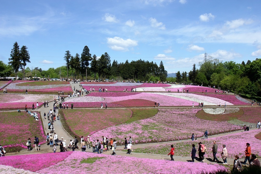 羊山公園芝桜バスツアー 千葉県発の日帰りバスツアー案内所